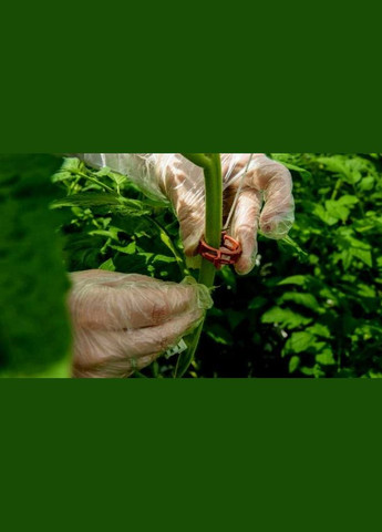 Кліпси для кріплення рослин, Bato (Нідерланди), 100шт No Brand (323159747)