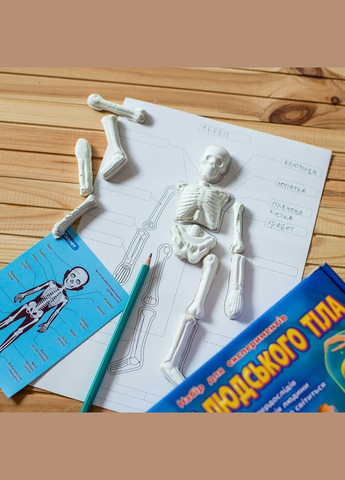 Набор для экспериментов Секреты человеческого тела 12132063У Разноцветный shop (4823076146498) No Brand (365671193)