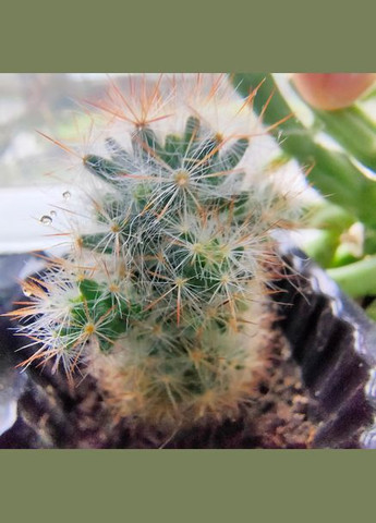 Кактус маммиллярии Вильда композиция флорариума No Brand (322930374)