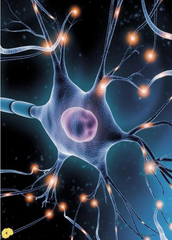 Книга Карколомний мозок. Імпульсивні нейрони, мінливі синапси, хвостаті аксони НЕ1434023У 9780241618233 РАНОК (292549978)