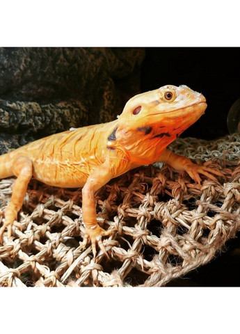 Гамак для тераріуму Hammock M DC09P 30x20x20см Repti-Zoo (363452901)