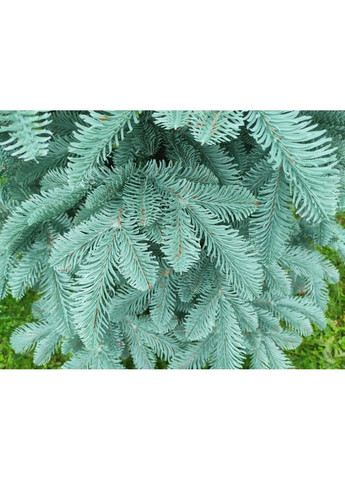 Ёлка искусственная литая SGX Канадская 2.30 м. голубая Yalynkar (366964432)