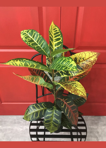 Кротон штучний 60 см у горщику HVOYA (328606418)