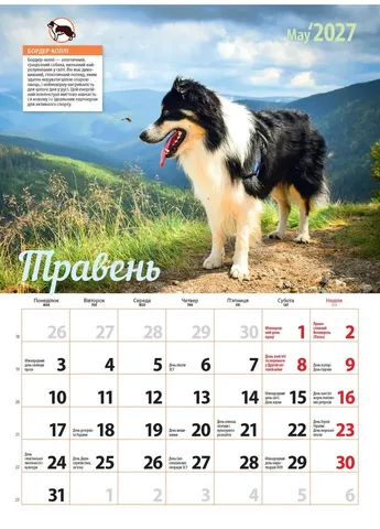 Календар 2027 Породи собак (Breeds of Dogs) із серії Світовид Видавництво «Діана плюс» (411054089)