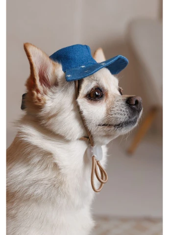 Панама Stars для собак М 4823082446148 Pet Fashion (391923974)