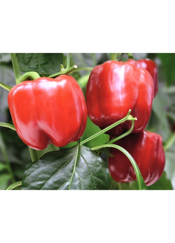 Семена перца Чайка F1 Bejo (333035935)