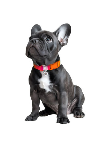 Ошейник для собак нейлоновый Nylon Recycled c QR паспортом, градиент,, Ш 20 мм, Дл 28-40 см, WAUDOG (333706174)