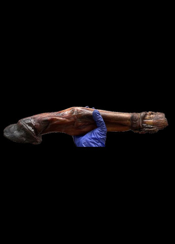 Натуральні ласощі для собак сушена нога коня довга " " (Бетховен) 1 шт. Bethowen (328272427)