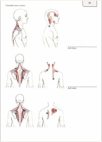 Подорожувальник по тілу. Клінічний атлас тригерних точок. Ендрю Біл No Brand (366970544)