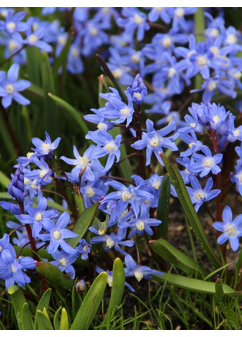 Хіонодокса Sardensis (5 шт. в упаковці) No Brand (364535181)