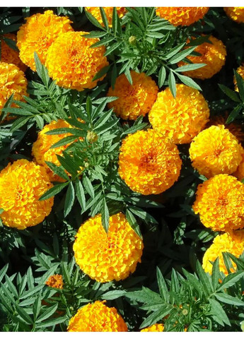 Чорнобривці "Купідон" золотисто-жовті ТМ " " 0,2 г Leda Agro (369407029)