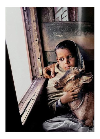 Книга Steve McCurry. Animals (9783836597036) Taschen (364656015)