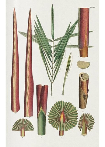 Книга Martius. The Book of Palms. 45th Ed. (9783836587815) Taschen (364656200)