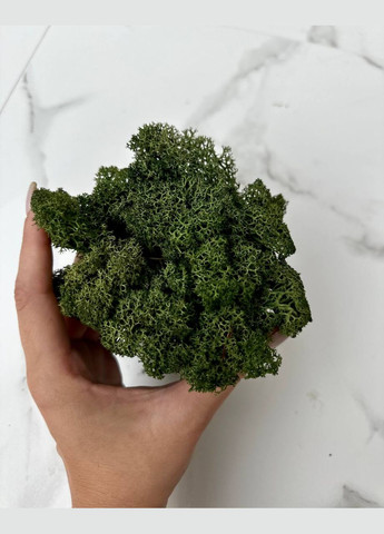 Стабілізований Норвезький Мох (Ягель) 1 кг. - MossGreen No Brand (302520168)