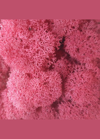 Стабилизированный мох ягель Цикламен 0,5 кг Nordic moss (276401080)