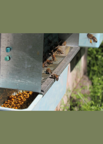 Пыльца сладкая весенняя пчелиная цветочная 2025 г 100 грамм МЕД ПОШТОЮ (334004092)