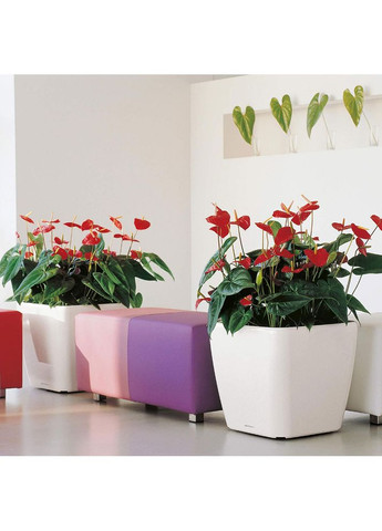 Кашпо Quadro Premium LS 50 Сіро-коричневий (16285) Lechuza (332613124)