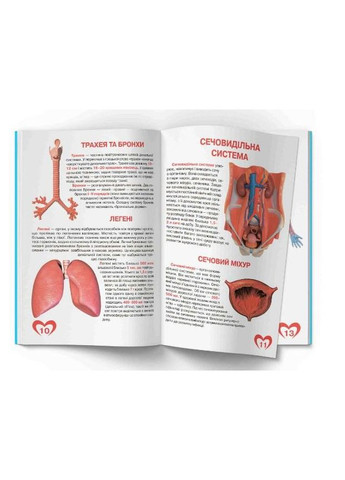 Велика книжка. Анатомія людини (9789669361974) Кристал Бук (323160520)