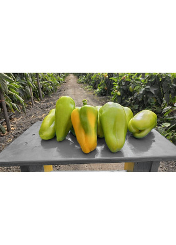 Семена перца Пироуэт F1 Syngenta (331900665)