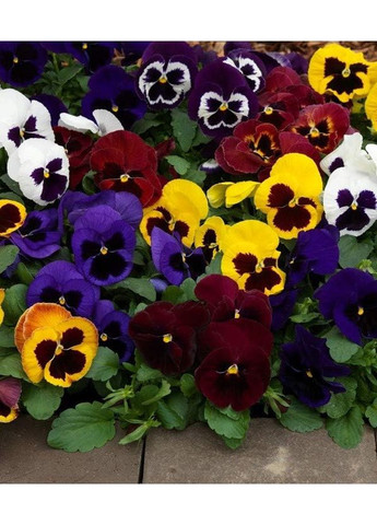 Віола "Ромео і Джульєта F1" ТМ " " 0,1 г. GL Seeds (364655018)