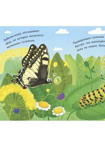 Как рождается бабочка? No Brand (370439958)