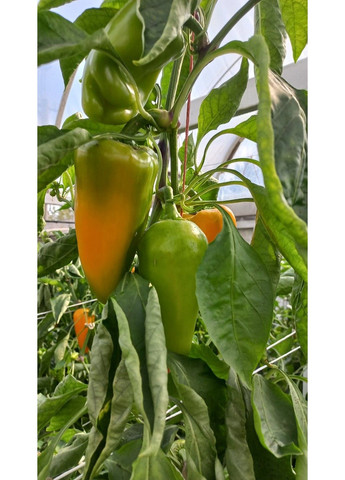 Семена перца Пироуэт F1 Syngenta (331900665)