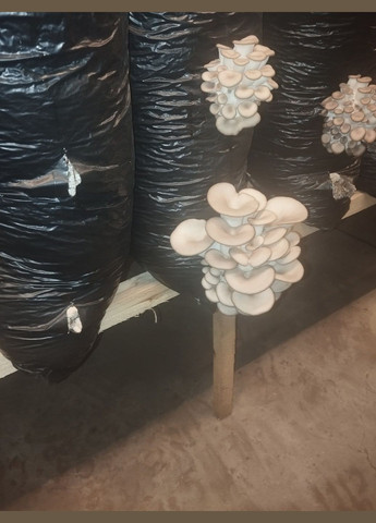 Грибные блоки вешенки Україна (317349616)