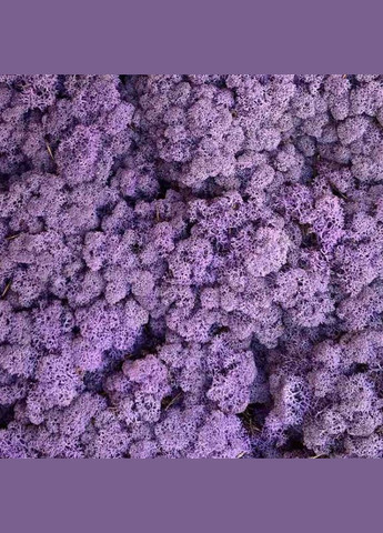 Стабілізований мох ягель Еріка 5 кг Nordic moss (276401185)