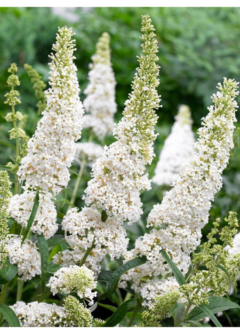 Буддлея давида Уайт Профьюжн (Р9) No Brand (365250863)