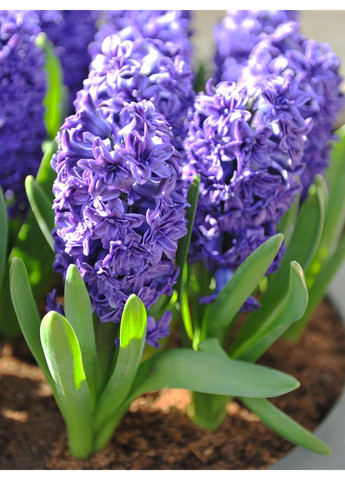 Гіацинт Lili Purple (1 шт. в упаковці) No Brand (364535900)