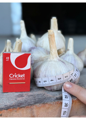 Часник Любаша (озимий) 0,2 кг No Brand (364534878)