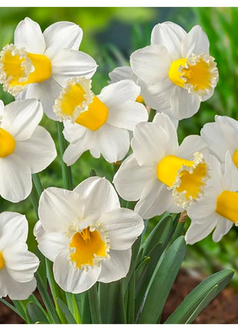 Нарцис Sugar Dipped (2 шт. в упаковці) No Brand (365250859)