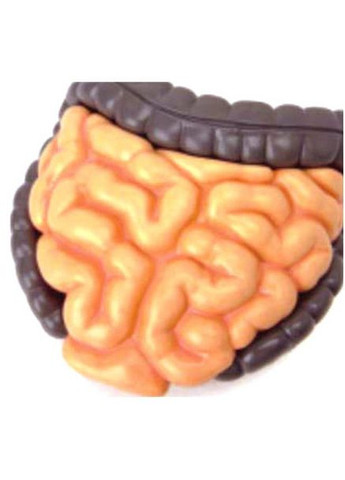 Объемная модель Туловище человека, 32 детали () 4D Master FM-626003 (328394378)