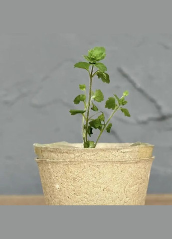 Ігровий набір 18415 "Ботанічні експерименти" ґрунт, теплиця, насіння, інструменти Fun Game (327797377)