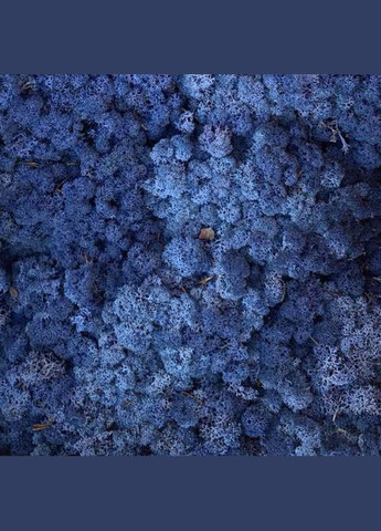 Очищенный стабилизированный мох ягель Синий лазурный 25 грамм Nordic moss (276401215)