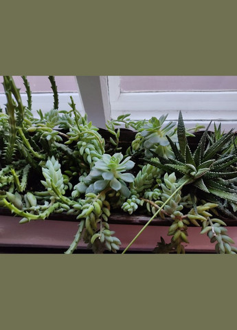 Сукуленти Орбея «Рослина морської зірки» стапелія строката, варієгата (Stapelia variegata) для флораріума No Brand (322930380)