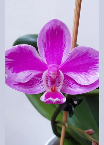 Орхідея Phal 5132 Queen beer splash, розмір підлітка 1.7 ODA (315635051)