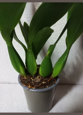 Орхідея Енциклія Prosthechea (Encyclia) cochleata var. perfumed cochleata ODA (315635053)