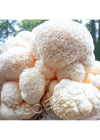 Ежевик гребенчатый, УЛУЧШЕННЫЙ ЭФФЕКТ - 100 грамм! Сухой перемолотый. GRIBOED Їжовик гребінчастий (372642881)