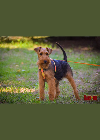 Шлея з нейлону із візерунком ZigZag та пластиковою пряжкою 20 мм А:400-560 мм, В:440-620 мм Kareline (339075389)