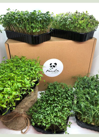 Набор для выращивания микрозеленый на 21 урожай (10 видов культур), профессиональная упаковка No Brand (315831843)