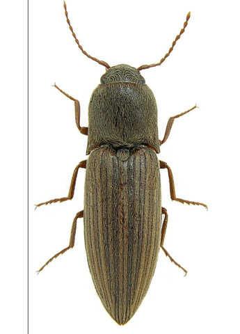 Феромонная ловушка на проволочника полосатого посевного No Brand (372512116)