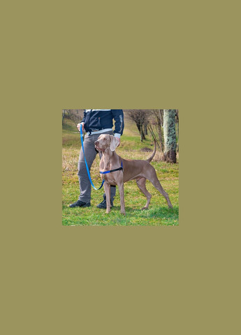 Шлея для собак Coach нейлонова синя S-M A: 15-18 см B: 33-41 см 1 см 75556025 Ferplast (269341579)