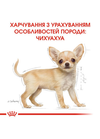 Сухий корм для цуценят чихуахуа Chihuahua Puppy від 2 до 8 місяців 0.5 кг (3182550722537) (24380051) Royal Canin (317171207)