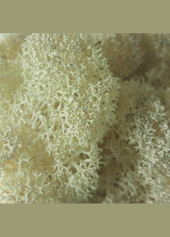 Очищений стабілізований мох ягель Натуральний білий 1 кг Nordic moss (278652074)