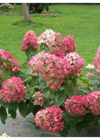 Гортензія Мега Мінді No Brand (365250735)