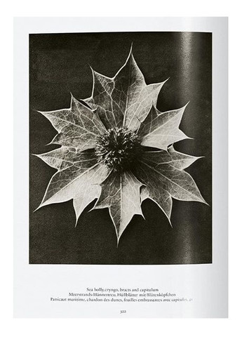 Книга Karl Blossfeldt. The Complete Published Work. 45th Ed. (9783836598514) Taschen (364654369)