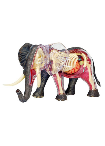 Анатомическая модель: Слон FM622037. 4D Master (312515816)