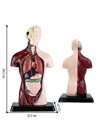 Учебная анатомическая модель человека – реалистичный 3D-макет органов, 15 съемных частей No Brand (366303936)