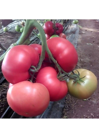 Насіння томата Мамстон F1 Syngenta (331900656)